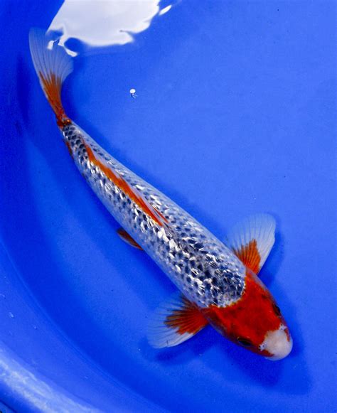 blue koi fish|Asagi Koi Fish For Sale .